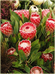 Protea cesarska