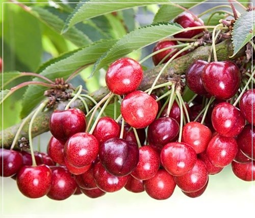 Nasiona Czereśnia Burlat ciemna, Prunus avium