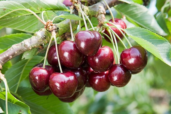 Nasiona Czereśnia Burlat ciemna, Prunus avium