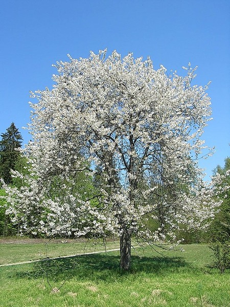 Nasiona Czereśnia Burlat ciemna, Prunus avium