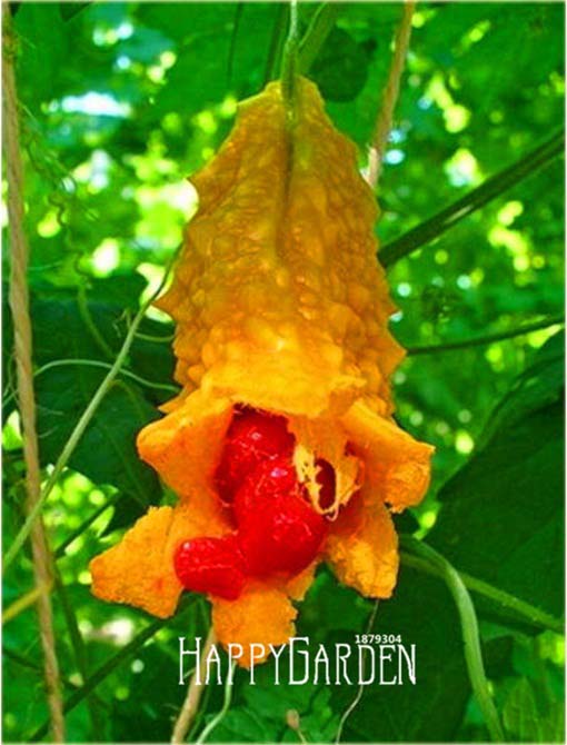 Przepękla ogórkowata, balsamka ogórkowata