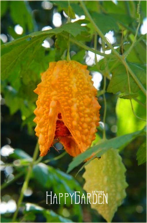 Przepękla ogórkowata, balsamka ogórkowata