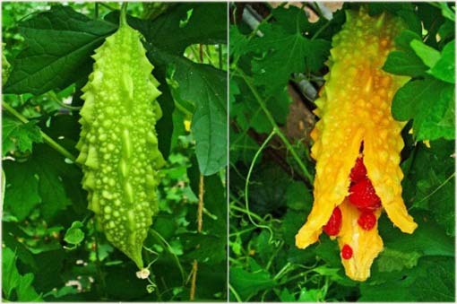 Przepękla ogórkowata, balsamka ogórkowata