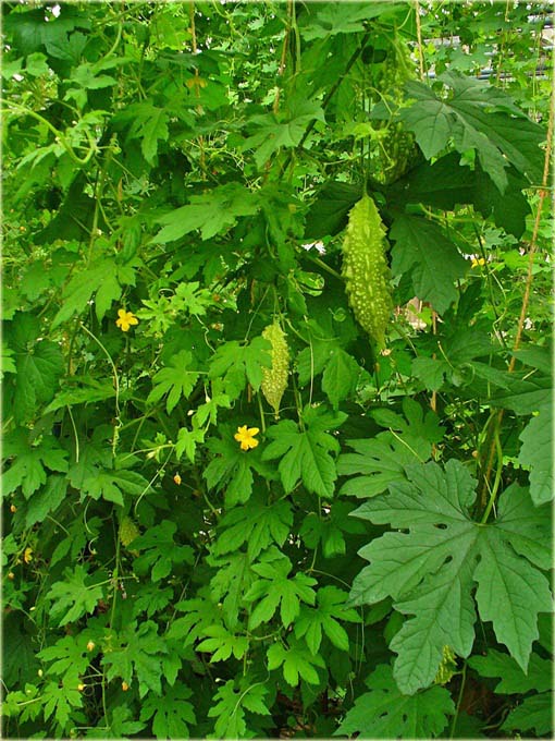 Przepękla ogórkowata, balsamka ogórkowata