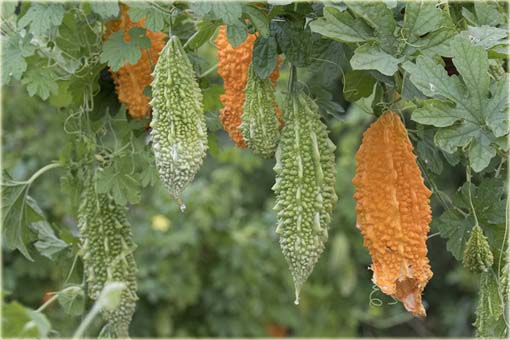 Przepękla ogórkowata, balsamka ogórkowata