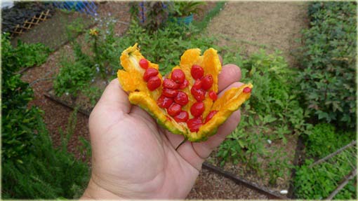 Przepękla ogórkowata, balsamka ogórkowata