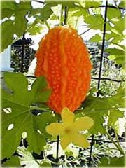 Przepękla ogórkowata, balsamka ogórkowata