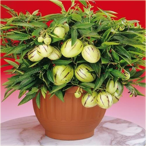 Psianka melonowa, melon gruszkowaty, pepino jadalne super smaczne - rosnące jajka