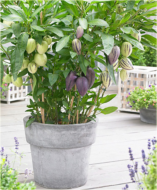 Psianka melonowa, melon gruszkowaty, pepino jadalne super smaczne - rosnące jajka