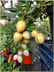 Psianka melonowa, melon gruszkowaty, pepino jadalne super smaczne - rosnące jajka