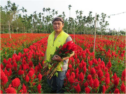 Pteris Cockscomb czerwony, celozja