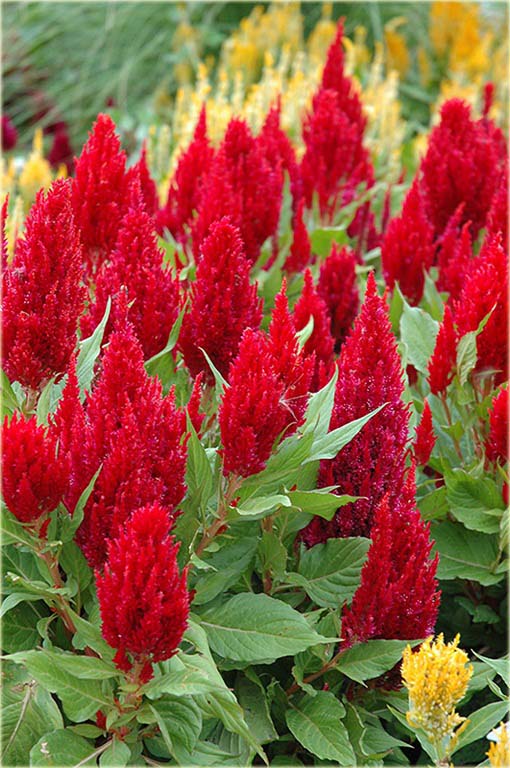 Pteris Cockscomb czerwony, celozja