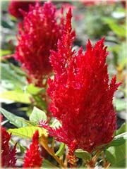 Pteris Cockscomb czerwony, celozja
