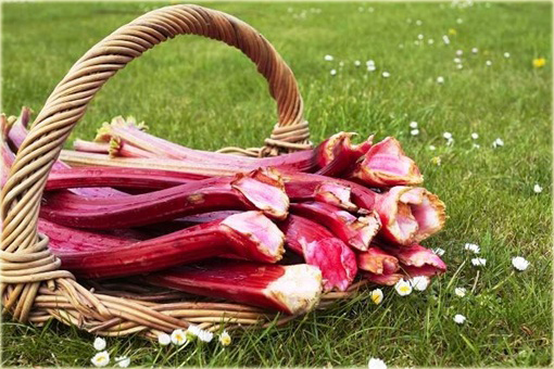 Rabarbar ogrodowy Lider, super smaczny, rzewień