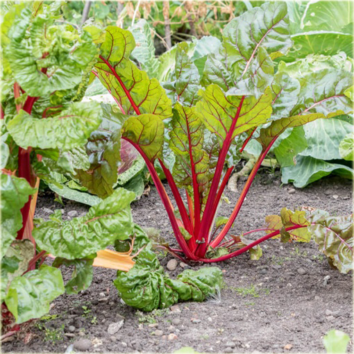 Rabarbar ogrodowy Lider, super smaczny, rzewień