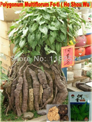 Rdest wielokwiatowy pnącze 