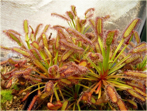 Rosiczka mięsożerna