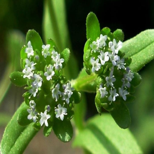 Roszpunka warzywna na sałatkę, Valerianella locusta