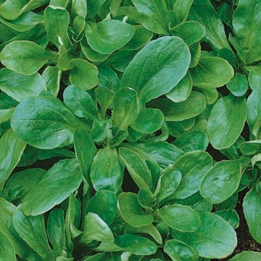 Roszpunka warzywna na sałatkę, Valerianella locusta