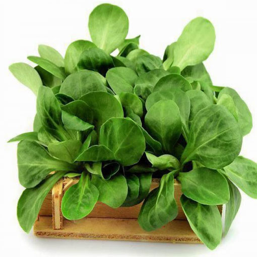 Roszpunka warzywna na sałatkę, Valerianella locusta