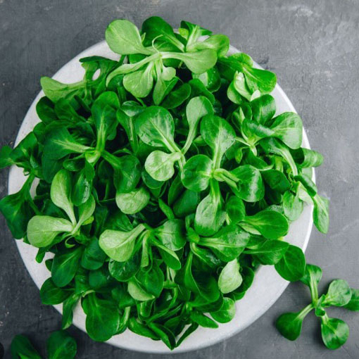 Roszpunka warzywna na sałatkę, Valerianella locusta