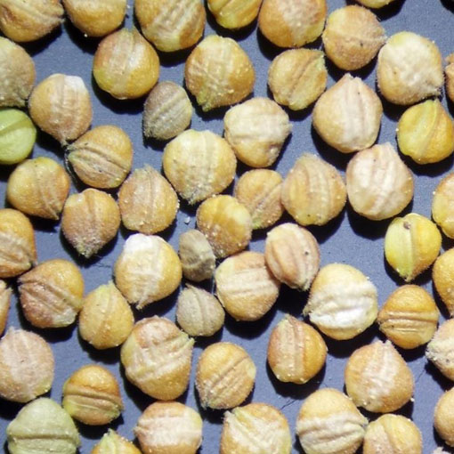 Roszpunka warzywna na sałatkę, Valerianella locusta