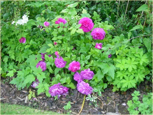 Róża angielska fioletowa