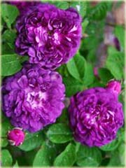 Róża angielska fioletowa
