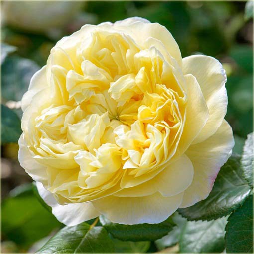 Róża angielska żółta