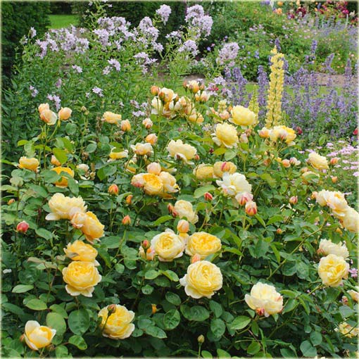 Róża angielska żółta