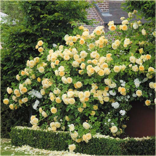 Róża angielska żółta