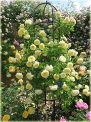 Róża angielska żółta
