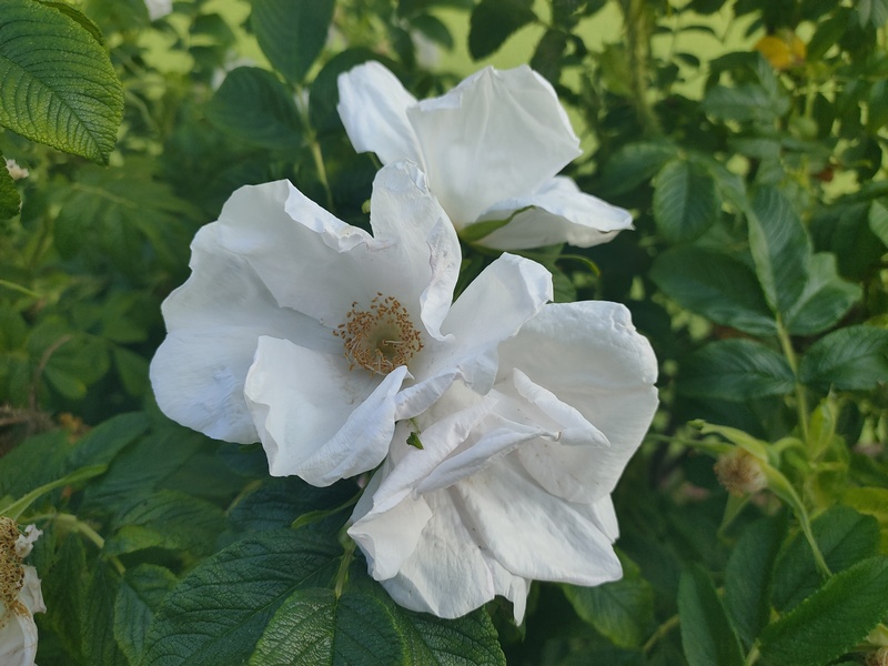 Róża jadalna biała, Rosa rugosa