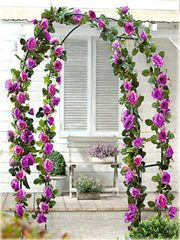 Róża pnąca fioletowa Baśniowy ogród 
