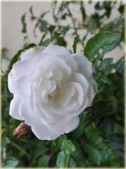 Róża pnąca chińska biała 
