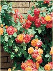 Róża pnąca chińska czerwono-żółta 
