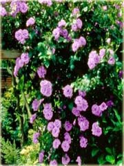 Róża pnąca chińska lila róż 
