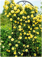 Róża pnąca chińska żółta 
