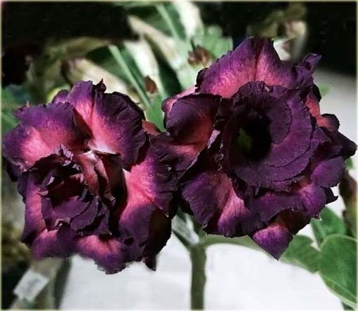 Róża pustynna purpurowa, róża pustyni