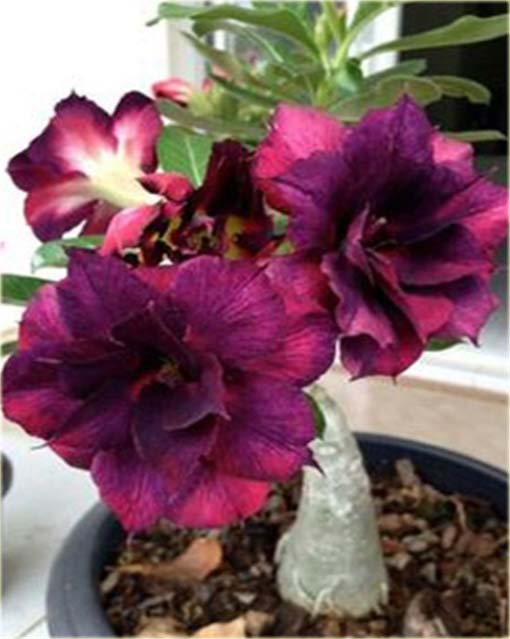 Róża pustynna purpurowa, róża pustyni