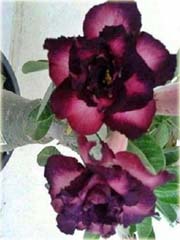 Róża pustynna purpurowa, róża pustyni
