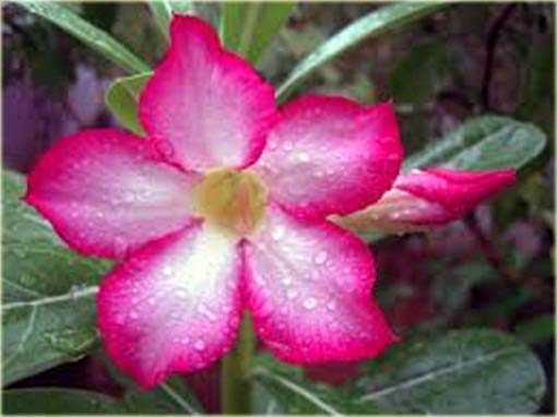 Róża pustynna różowo-amarantowa, róża pustyni