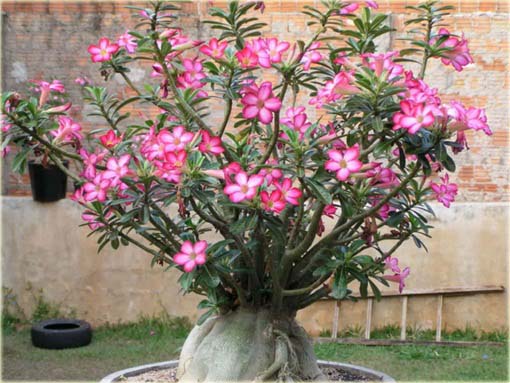 Róża pustynna różowo-amarantowa, róża pustyni