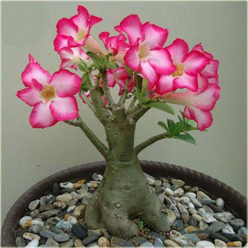 Róża pustynna różowo-amarantowa, róża pustyni