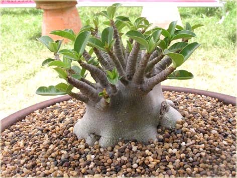 Róża pustynna różowo-amarantowa, róża pustyni