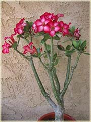 Róża pustynna różowo-amarantowa, róża pustyni
