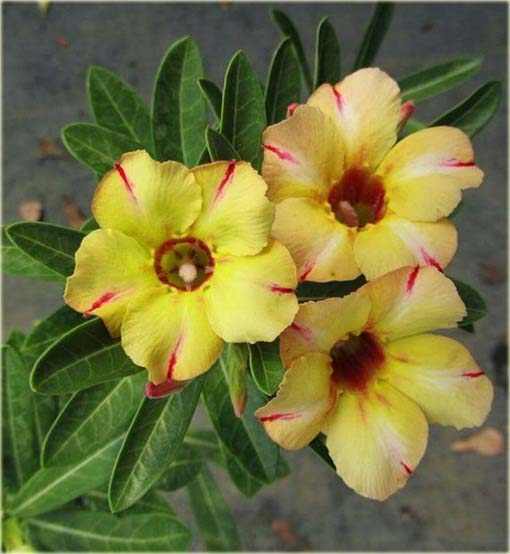 Róża pustynna żółta w czerwone paski, róża pustyni