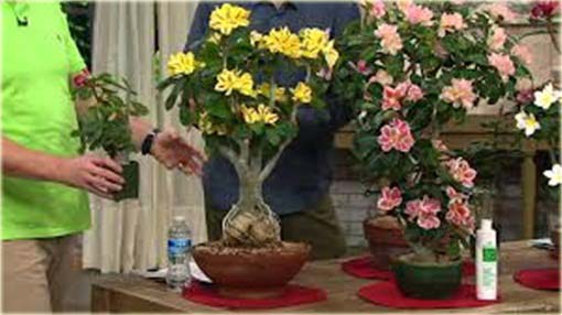 Róża pustynna żółta w czerwone paski, róża pustyni