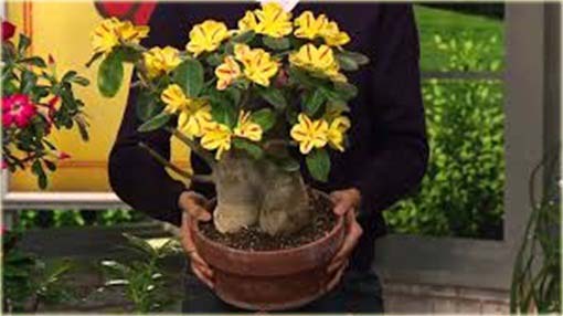 Róża pustynna żółta w czerwone paski, róża pustyni