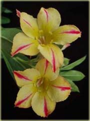 Róża pustynna żółta w czerwone paski, róża pustyni
